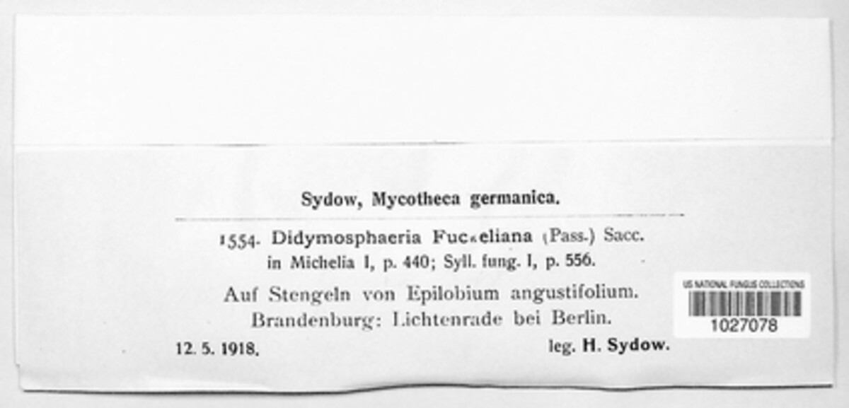 Seimatosporium tostum image